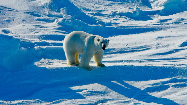 Norvegji: Arinjt&euml; polar&euml; po b&euml;hen m&euml; t&euml;
