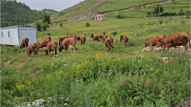 P&euml;rfshihet nga flak&euml;t nj&euml; stall&euml; me gjedh&euml; n&euml;