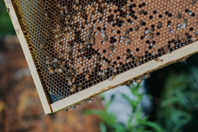 Një moment historik: Bletët, insektet e para në histori që