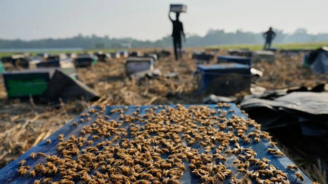 Një moment historik: Bletët, insektet e para në histori që