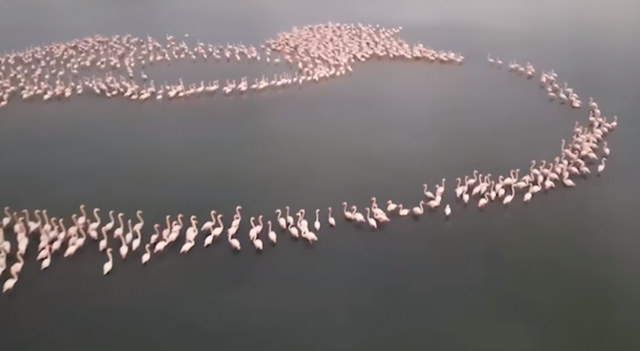 VIDEO/ Flamingot &ldquo;pushtojn&euml;&rdquo; Zv&euml;rnecin, Rama