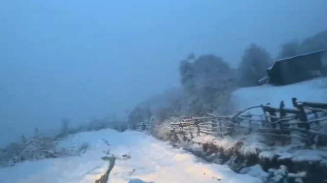 D&euml;bora arrin n&euml; 20 cm n&euml; fshatin Rovje t&euml; Gramshit, kalohet