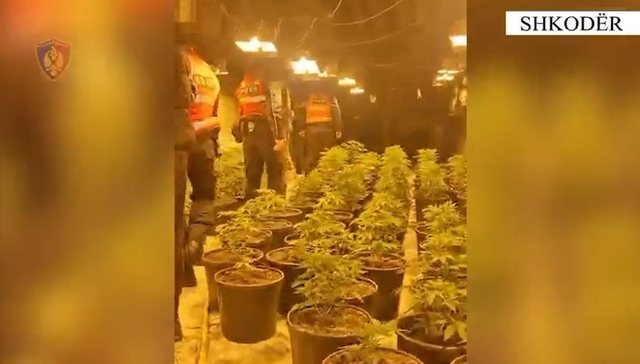 Zbulohet shtëpia e barit në Shkodër, 3 të arrestuar, mes