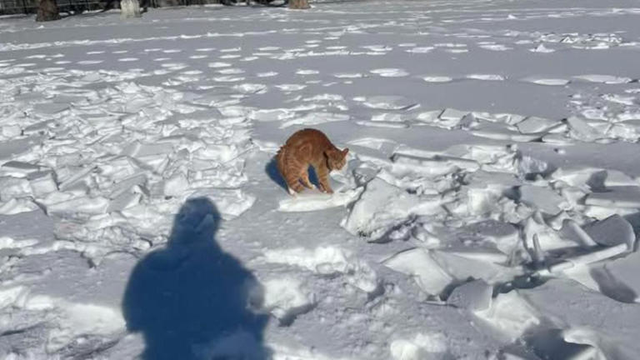 Sheh një mace që qëndron e palëvizur në akull, ajo