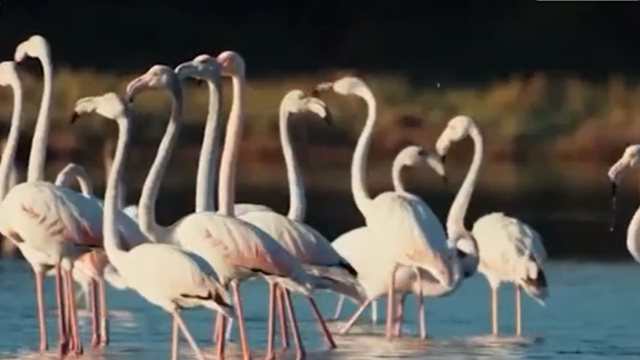 Flamengot dhurojn&euml; spektak&euml;l n&euml; lagun&euml;n Divjak&euml; -