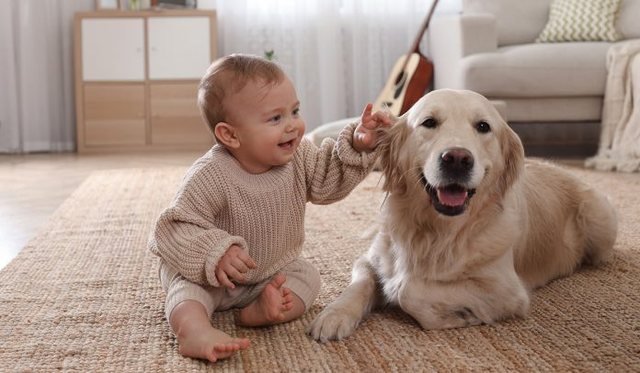 F&euml;mij&euml;t q&euml; rriten me kafsh&euml; sht&euml;piake mund t&euml;