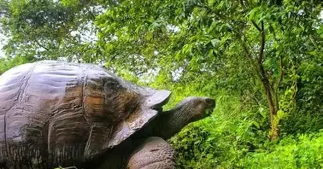 Breshkat gjigante kthehen n&euml; ishullin Galapagos pas gati 200 vjet&euml;sh