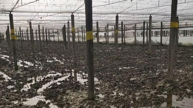 Berat / 300 hektarë me sera në fshatin Goriçan nën