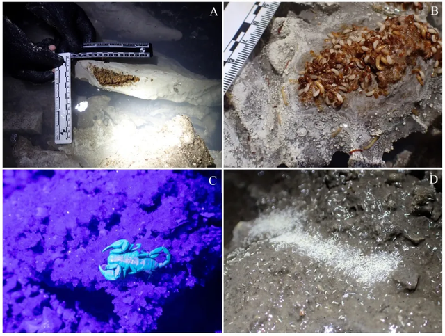 Media greke: “Një mrekulli e fshehur nën tokën Shqiptare -