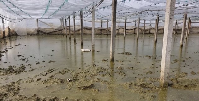 P&euml;rmbytjet/ Shkat&euml;rrimi i fermave n&euml; kulmin e prodhimit, ulet