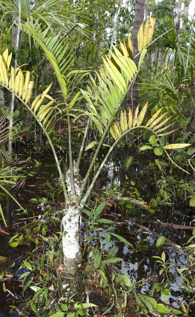 Nj&euml; bim&euml; q&euml; i mbijetoi epok&euml;s s&euml; dinosaur&euml;ve