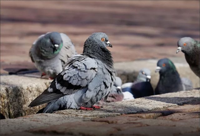 Kontraceptiv për pëllumbat: Nisma e re e Polonisë për