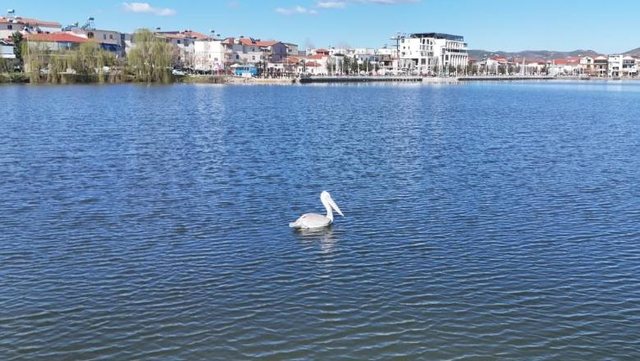 Pamje mbresëlënëse nga Dumreja, pelikani kaçurrel në