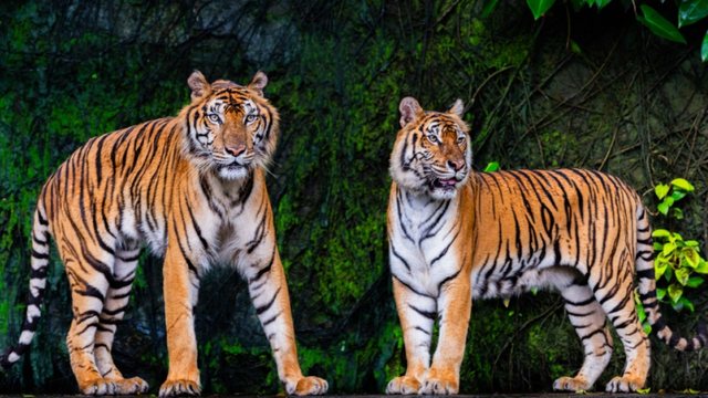 Mbi 70 tigra ngordhën në një park turistik në Tajlandë,