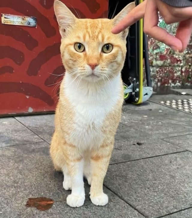 Maçoku që pushtoi “Google Maps”: Ylli i papritur i