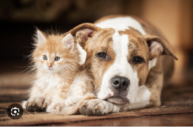 Florida miraton &ldquo;Dexter&rsquo;s Law&rdquo;, ndalohet adoptimi i