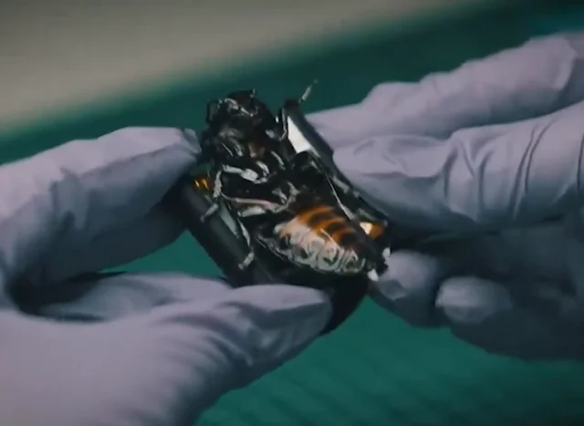 Gjermania prezanton “insektet bionike” për përdorim