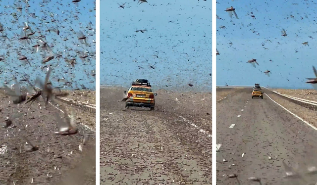 Panik p&euml;r shofer&euml;t n&euml; Sahara, tufa gjigante karkalecash