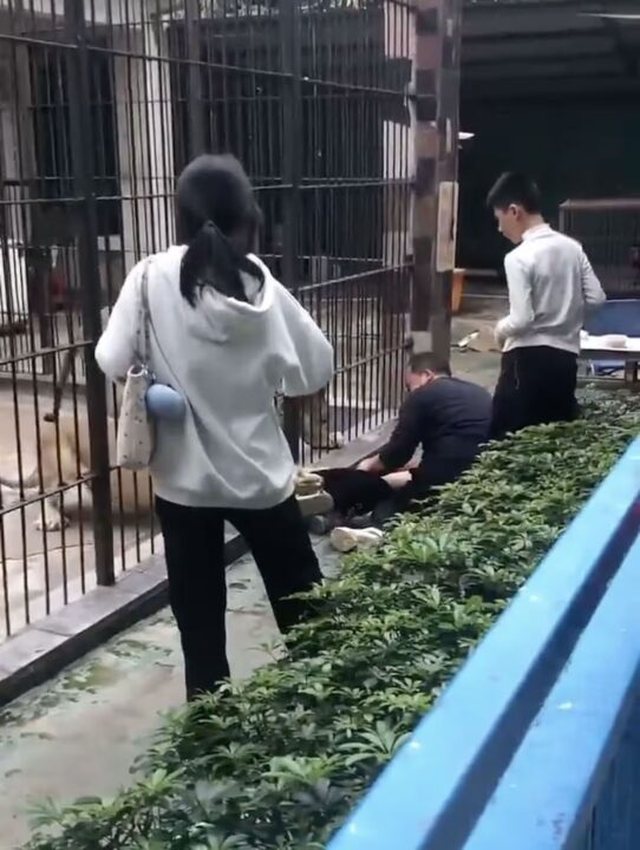 FOTOT TRONDITËSE / Momente të frikshme në kopshtin zoologjik,