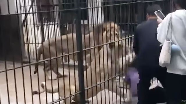 FOTOT TRONDITËSE / Momente të frikshme në kopshtin zoologjik,