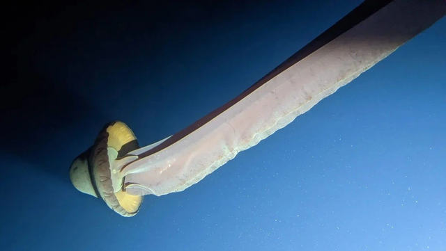 &ldquo;Nuk mund ta kuptoja &ccedil;far&euml; po shihja&rdquo;: Studiuesi i detit