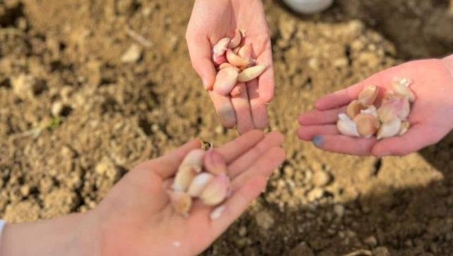 Programi 'Toka n&euml; shkolla' zbatohet n&euml; Maliq, Rama: Lidh