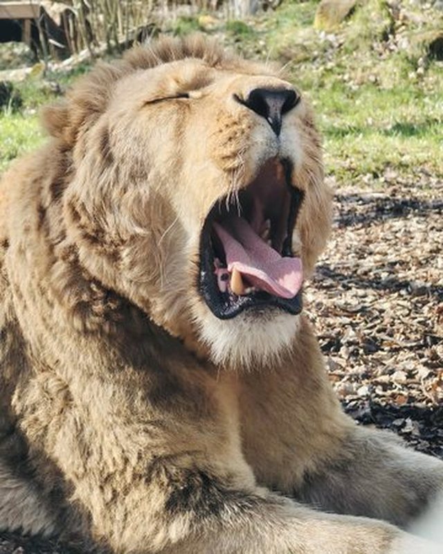 U shp&euml;tua prej &lsquo;burgut&rsquo; n&euml; veri t&euml;