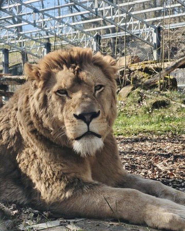 U shp&euml;tua prej &lsquo;burgut&rsquo; n&euml; veri t&euml;
