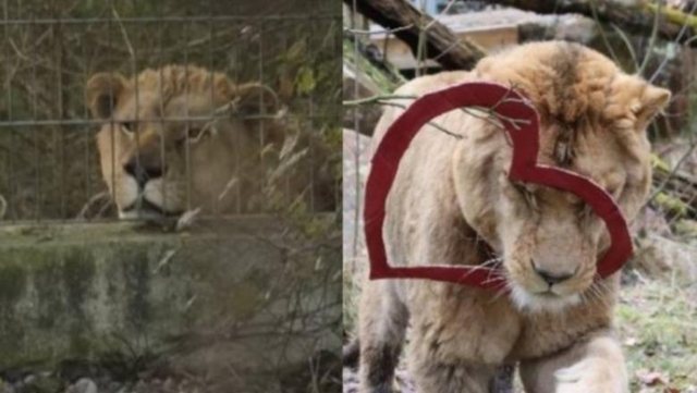 U shp&euml;tua prej &lsquo;burgut&rsquo; n&euml; veri t&euml;