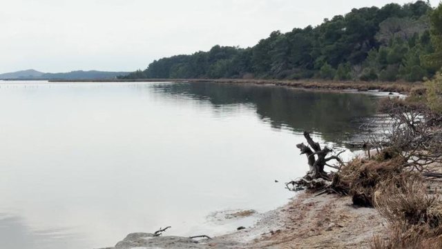 Vlor&euml;/ Narta e mbrojtur n&euml; &lsquo;let&euml;r&rsquo;, s&rsquo;ndalet