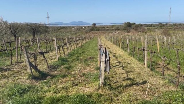 Bie sip&euml;rfaqja e vreshtave n&euml; Vlor&euml;! Fermer&euml;t: Do t&rsquo;i