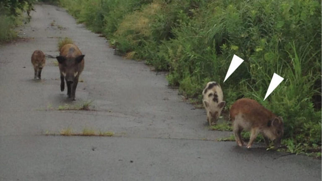 &ldquo;Zbulim i pazakont&euml; n&euml; Fukushima: Derrat e eg&euml;r dhe