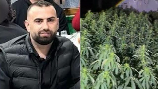 Peqin / Zbulohen 4 mij&euml; rr&euml;nj&euml; kanabisi n&euml; nj&euml;