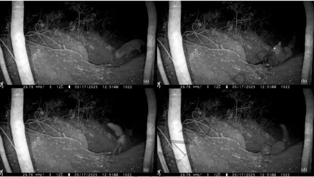 Videoja tregon p&euml;r her&euml; t&euml; par&euml; nj&euml; dhelp&euml;r