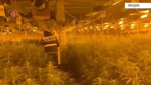 Iu kap&euml;n 4 mij&euml; rr&euml;nj&euml; kabanis, zbardhet d&euml;shmia e