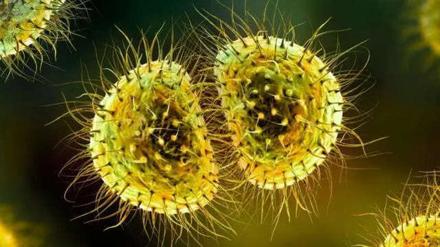 Meningjiti n&euml; Universitetin e Kentit! Rreziqet dhe politikat e reja t&euml;