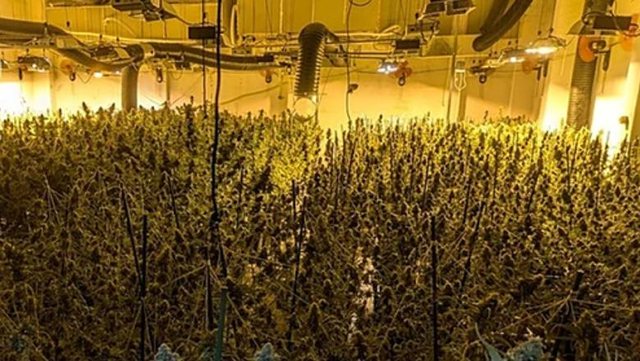 Spanjë/ Merreshin me trafik dhe kultivim të drogës, 8 shqiptar