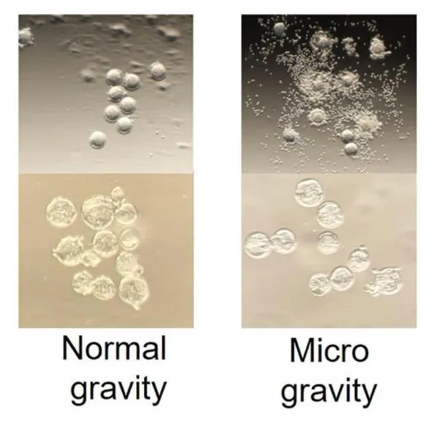 Riprodhimi njerëzor në hapësirë/ Sfida dhe zgjidhje