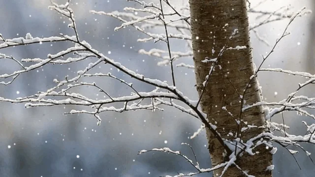 Reshje shiu dhe dëbore, si parashikohet moti për këtë
