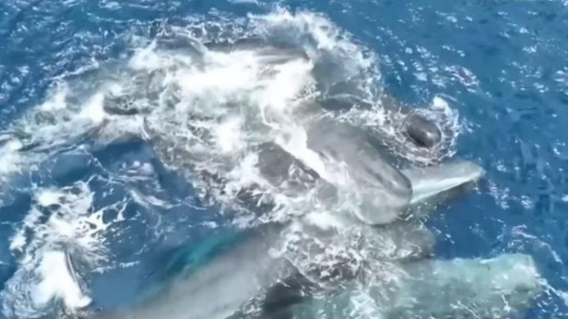 Momenti i rrall&euml; n&euml; det/ Balena lind k&euml;lyshin, kopeja i vjen