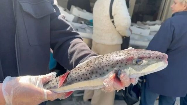 Peshku helmues n&euml; uj&euml;rat tona, specia e rrezikshme rikthehet dhe kapet