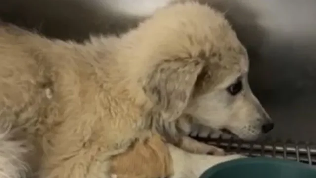 Vlor&euml;/ Qeni q&euml;llohet n&euml; m&euml;nyr&euml; makabre me disa plumba,