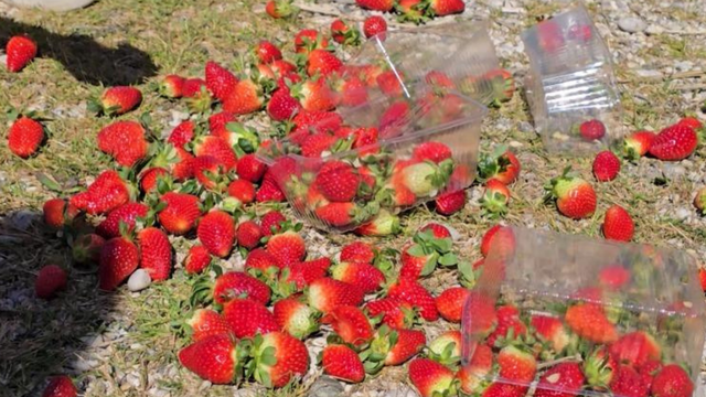 Fermerët derdhin luleshtrydhet në rrugë: Të ndalët