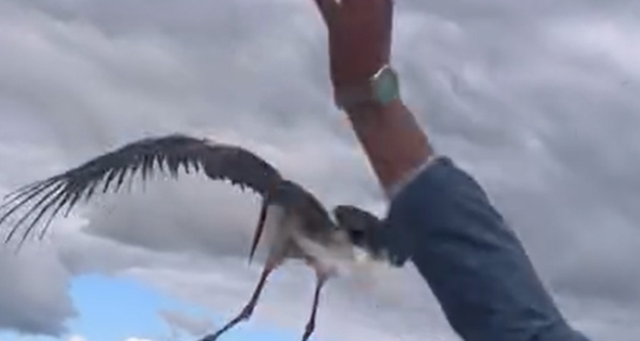 I riu shp&euml;ton lejlekun e s&euml;mur&euml; dhe e rikthen n&euml;