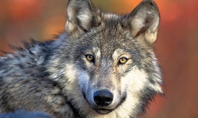 E r&euml;nd&euml; n&euml; Hamburg! Ujku kafshon n&euml; fytyr&euml; nj&euml;