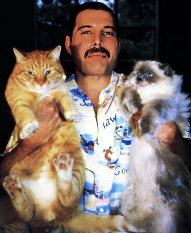 Freddie Mercury dhe dashuria e tij e jashtëzakonshme për macet