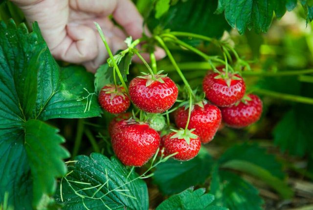 Konsiderohen si fruti m&euml; i ndotur dhe me pesticide, ja disa hapa se si