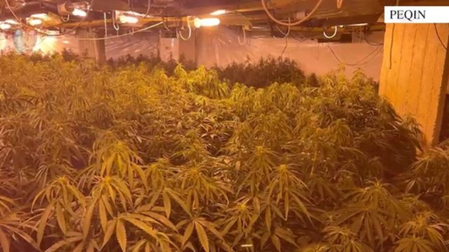 Kanabisi i fshehur n&euml; magazin&euml;n e ish-drejtorit t&euml; burgut t&euml;