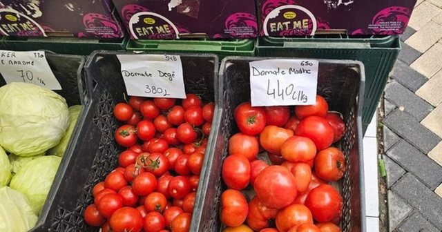 Domatja me çmim rekord, 350 lekë kilogrami! Fermerët: Na vjen