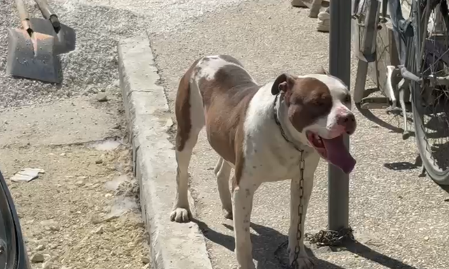 Ky &euml;sht&euml; pitbulli q&euml; kafshoi n&euml; kok&euml; 4-vje&ccedil;aren